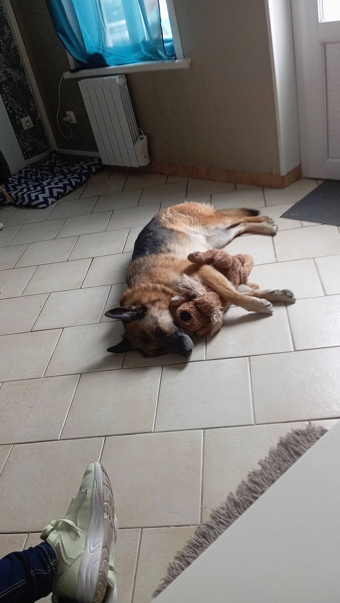 Jaika participe au concours pour gagner de l'argent avec cette photo : brown, canidae, carnivore, comfort, companion_dog, dog, dog_breed, fawn, floor, flooring, fur, hardwood, liver, room, sporting_group, television, tile, wood, wood_flooring, working_animal