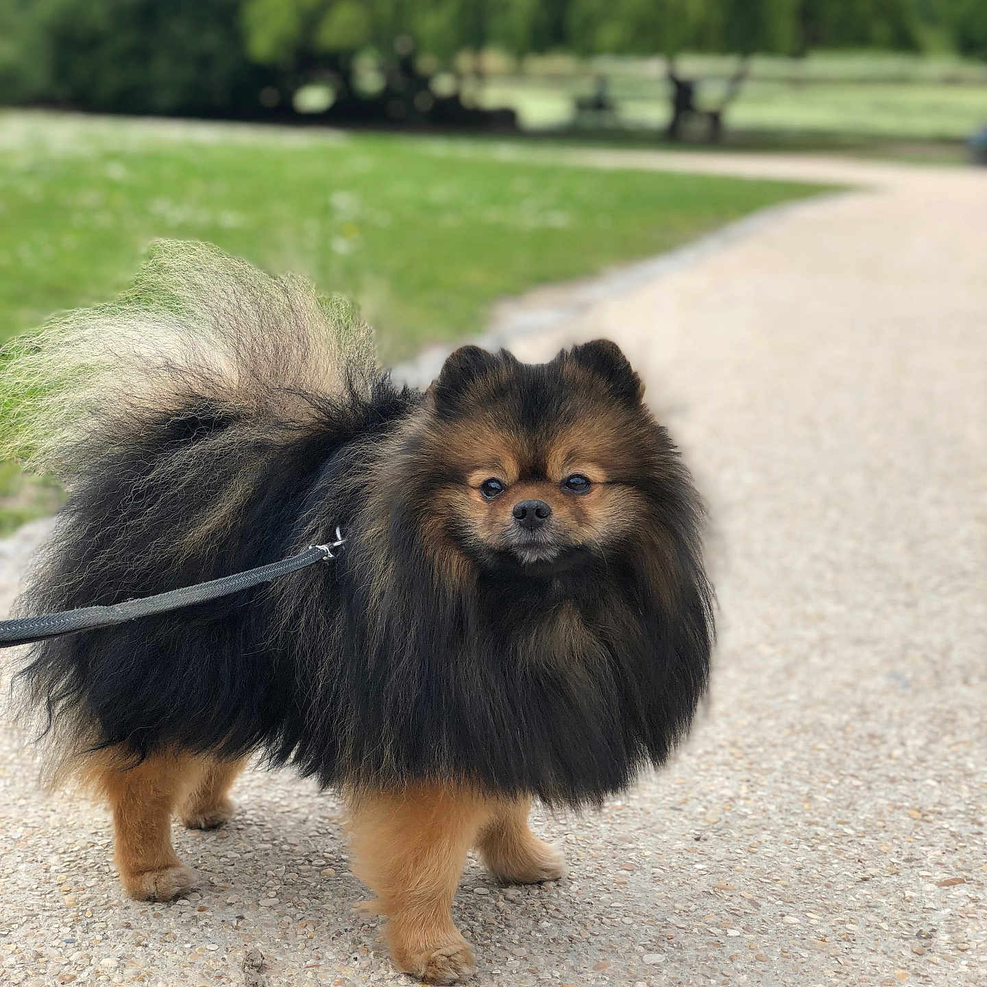 Ilann a rejoint le concours — aidez-le/la à gagner de superbes lots ! dog, pomeranian, fluffy, leash, outdoor, park, path, greenery, trees, pet, animal, cute, small_dog, fur, walking, nature, sunny_day, portrait, standing, canine