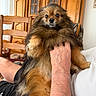 dog, fluffy, pet, indoor, furniture, hand, person, brown_fur, cute, animal, portrait, wooden_chair, cabinet, home, living_room, expression, close_up, sitting, holding, domestic_animal