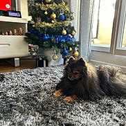Ilann a rejoint le concours — aidez-le/la à gagner de superbes lots ! dog, pomeranian, pet, indoor, carpet, rug, christmas_tree, holiday_decorations, ornaments, blue_ornaments, gold_ornaments, window, natural_light, furniture, living_room, holiday, festive, fluffy, animal, cozy