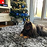 dog, pomeranian, pet, indoor, carpet, rug, christmas_tree, holiday_decorations, ornaments, blue_ornaments, gold_ornaments, window, natural_light, furniture, living_room, holiday, festive, fluffy, animal, cozy