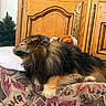 Ilann a rejoint le concours — aidez-le/la à gagner de superbes lots ! dog, resting, pillow, couch, indoor, wooden_cabinet, decor, small_tree, fur, pet, cozy, relaxed, brown, black, fluffy, home, comfort, animal, sleepy, furniture