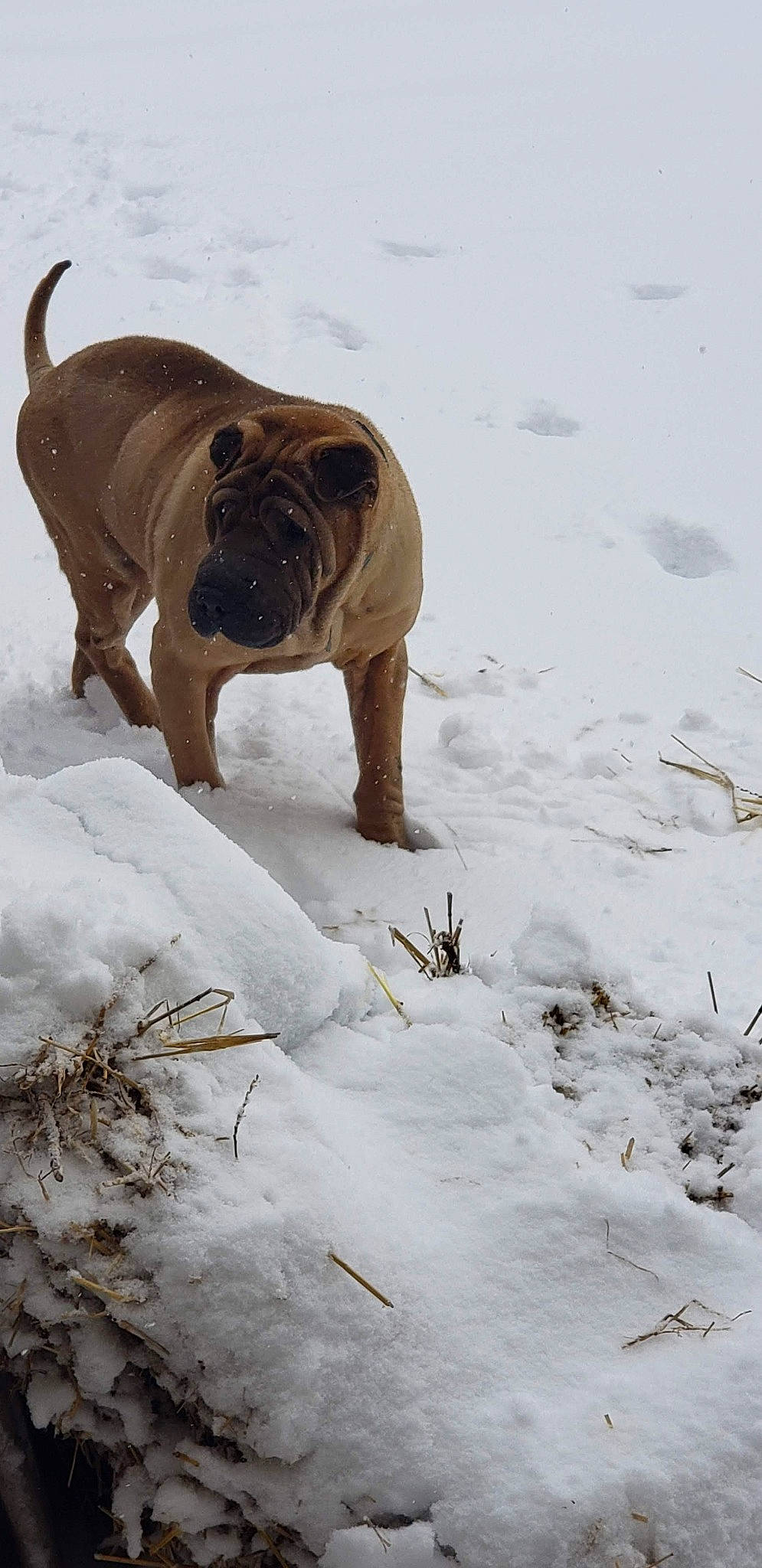 Colt joined the competition — help win amazing prizes! canidae, carnivore, dog, dog_breed, fawn, freezing, guard_dog, ice_cap, liver, precipitation, shar_pei, slope, snout, snow, sporting_group, tail, terrestrial_animal, winter, working_animal, working_dog