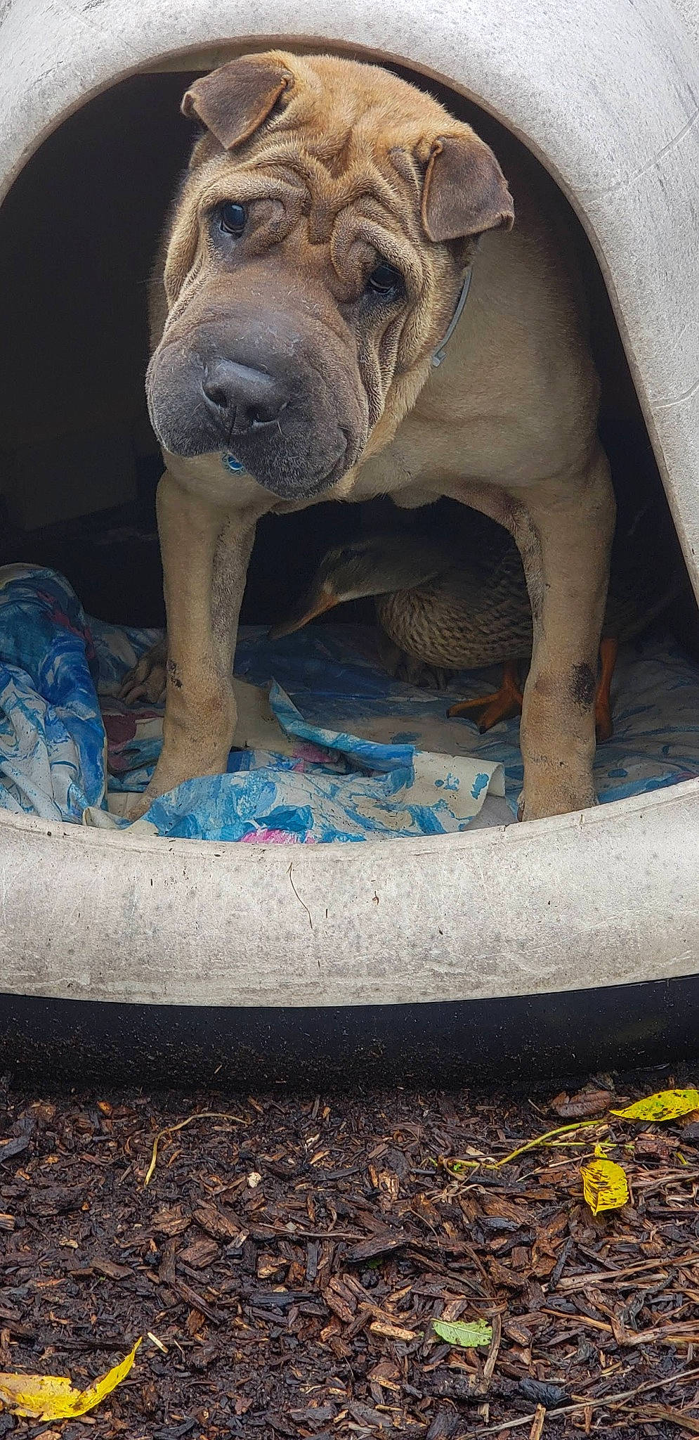 Colt joined the competition — help win amazing prizes! art, automotive_tire, carnivore, companion_dog, dog, dog_breed, electric_blue, fawn, mammal, ori_pei, road_surface, sculpture, shar_pei, snout, sporting_group, statue, terrestrial_animal, tread, working_animal, wrinkle