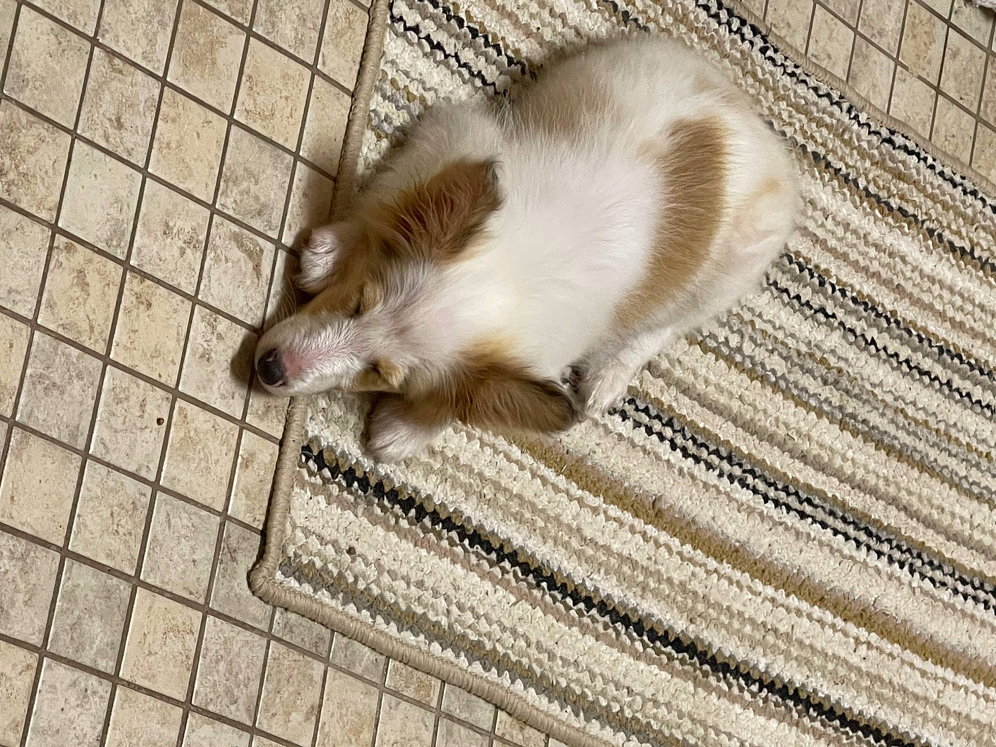 Roxie is registered to the contest to win money with this photo: beige, carnivore, claw, dog_breed, domestic_short_haired_cat, fawn, felidae, floor, flooring, fur, grey, line, mouse, mustelidae, paw, small_to_medium_sized_cats, tail, terrestrial_animal, whiskers, wood