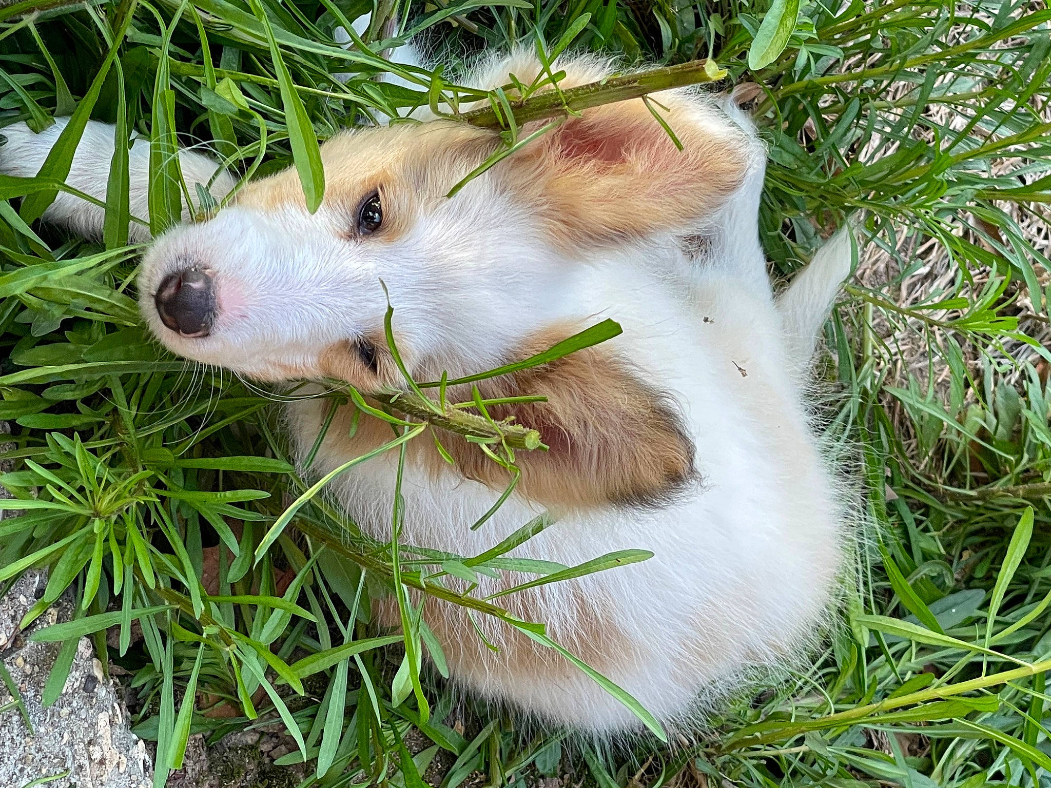 Roxie is registered to the contest to win money with this photo: carnivore, common_opossum, dog_breed, fawn, felidae, goats, grass, hamster, livestock, marsupial, mouse, mustelidae, plant, rodent, sheep, small_to_medium_sized_cats, terrestrial_animal, virginia_opossum, whiskers