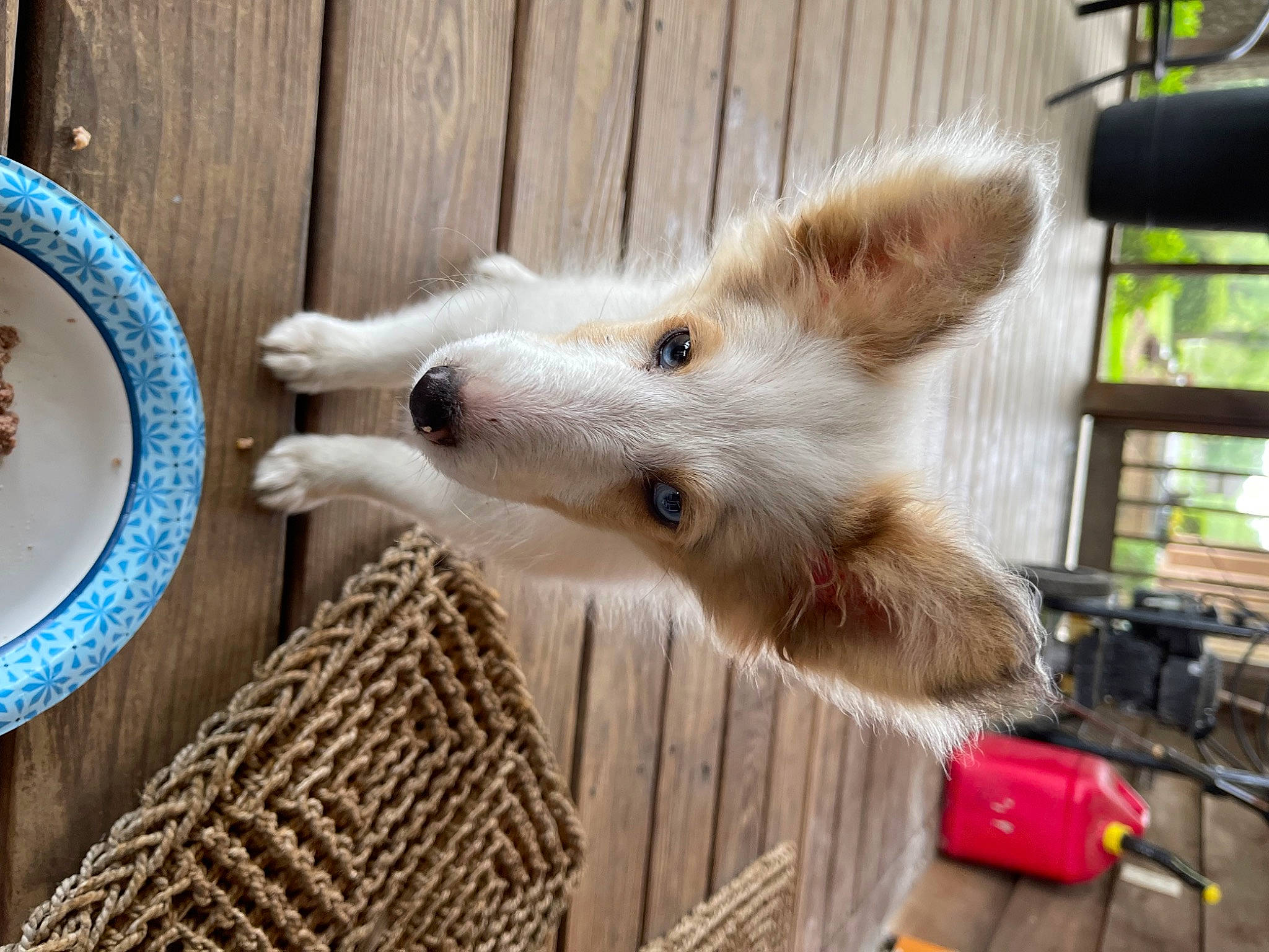 Roxie is registered to the contest to win money with this photo: carnivore, companion_dog, dishware, dog, dog_breed, fawn, fox, fur, kitchen_utensil, plate, platter, porcelain, serveware, snout, spoon, tableware, tail, terrestrial_animal, whiskers, wood