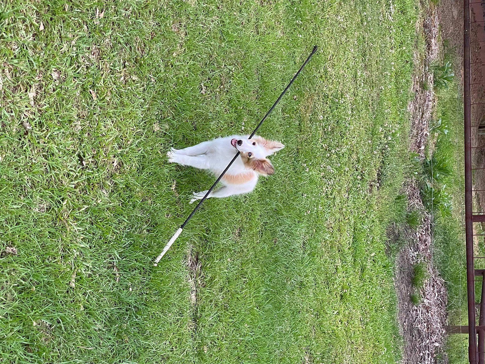 Roxie is registered to the contest to win money with this photo: beak, bird, feather, field, grass, grassland, groundcover, insect, lawn, meadow, pasture, perching_bird, plant, shrub, songbird, tree, trunk, twig, wing, wood