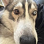 dog, husky, close_up, heterochromia, brown_eye, blue_eye, pet, animal, fur, whiskers, nose, face, portrait, indoor, cozy, human_arm, hoodie, companion, cute, friendly