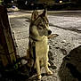 Odin joined the competition — help win amazing prizes! dog, husky, snow, night, sidewalk, leash, paw_prints, footprints, streetlights, residential_area, house, quiet, winter, outdoor, pet, animal, sitting, calm, cold, dark