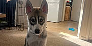 Odin is registered to the contest to win money with this photo: husky, puppy, dog, carpet, indoor, household, fridge, towel, cage, sunlight, floor, doorway, window, glass, toy, collar, pet, fur, ears, home