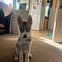 husky, puppy, dog, carpet, indoor, household, fridge, towel, cage, sunlight, floor, doorway, window, glass, toy, collar, pet, fur, ears, home