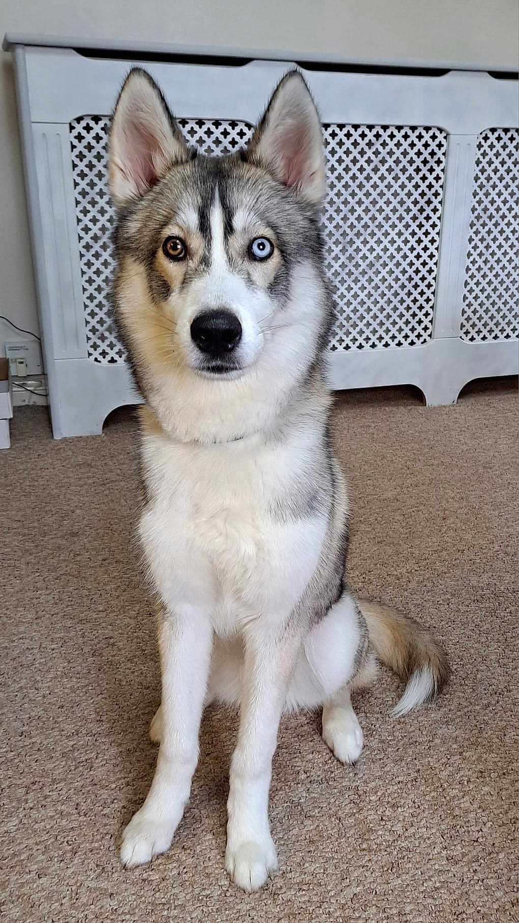 Odin