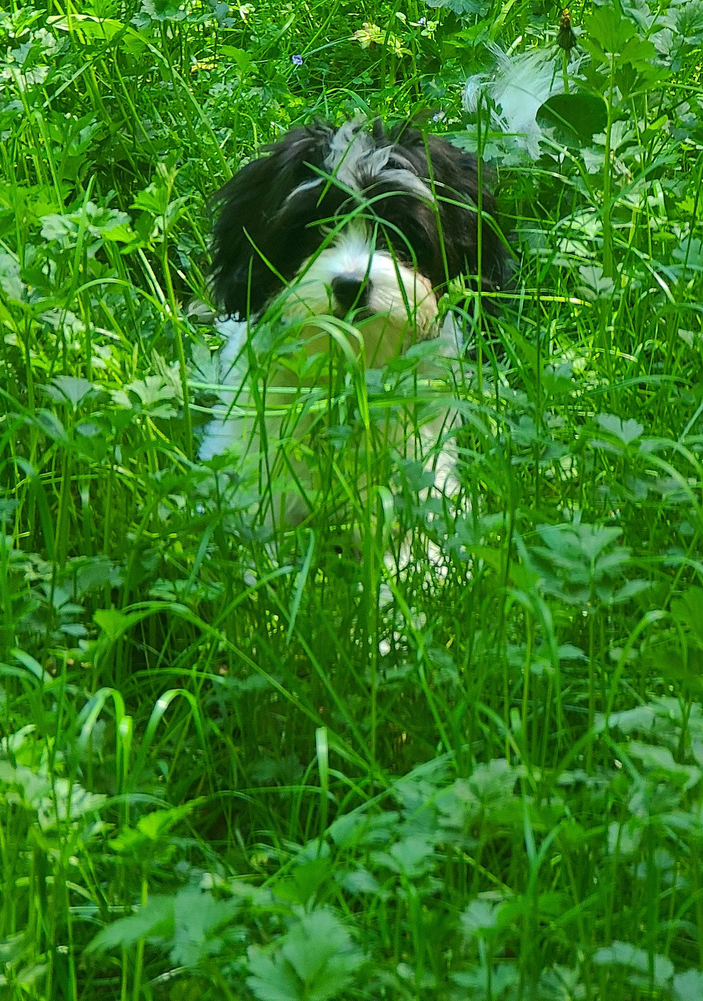 Leink joined the competition — help win amazing prizes! flowering_plant, forest, grass, grass_family, grassland, groundcover, herb, jungle, natural_landscape, old_growth_forest, pasture, plant, plant_community, shrub, temperate_broadleaf_and_mixed_forest, terrestrial_animal, terrestrial_plant, tree, trunk, wildlife