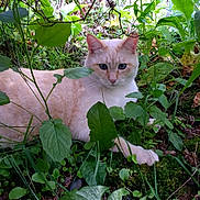 Ember is registered to the contest to win money with this photo: animal, blue_eyes, cat, closeup, cream_colored, curious, flora, foliage, garden, greenery, leaves, mammal, natural_light, nature, outdoor, peaceful, pet, plants, resting, wildlife