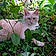 Ember