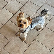 Ulys a rejoint le concours — aidez-le/la à gagner de superbes lots ! dog, yorkshire_terrier, small_dog, pet, canine, fur, fluffy, brown_fur, white_fur, black_harness, harness, standing, looking_up, indoors, tiled_floor, portrait, tail, ears, cute, animal