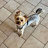 dog, yorkshire_terrier, small_dog, pet, canine, fur, fluffy, brown_fur, white_fur, black_harness, harness, standing, looking_up, indoors, tiled_floor, portrait, tail, ears, cute, animal