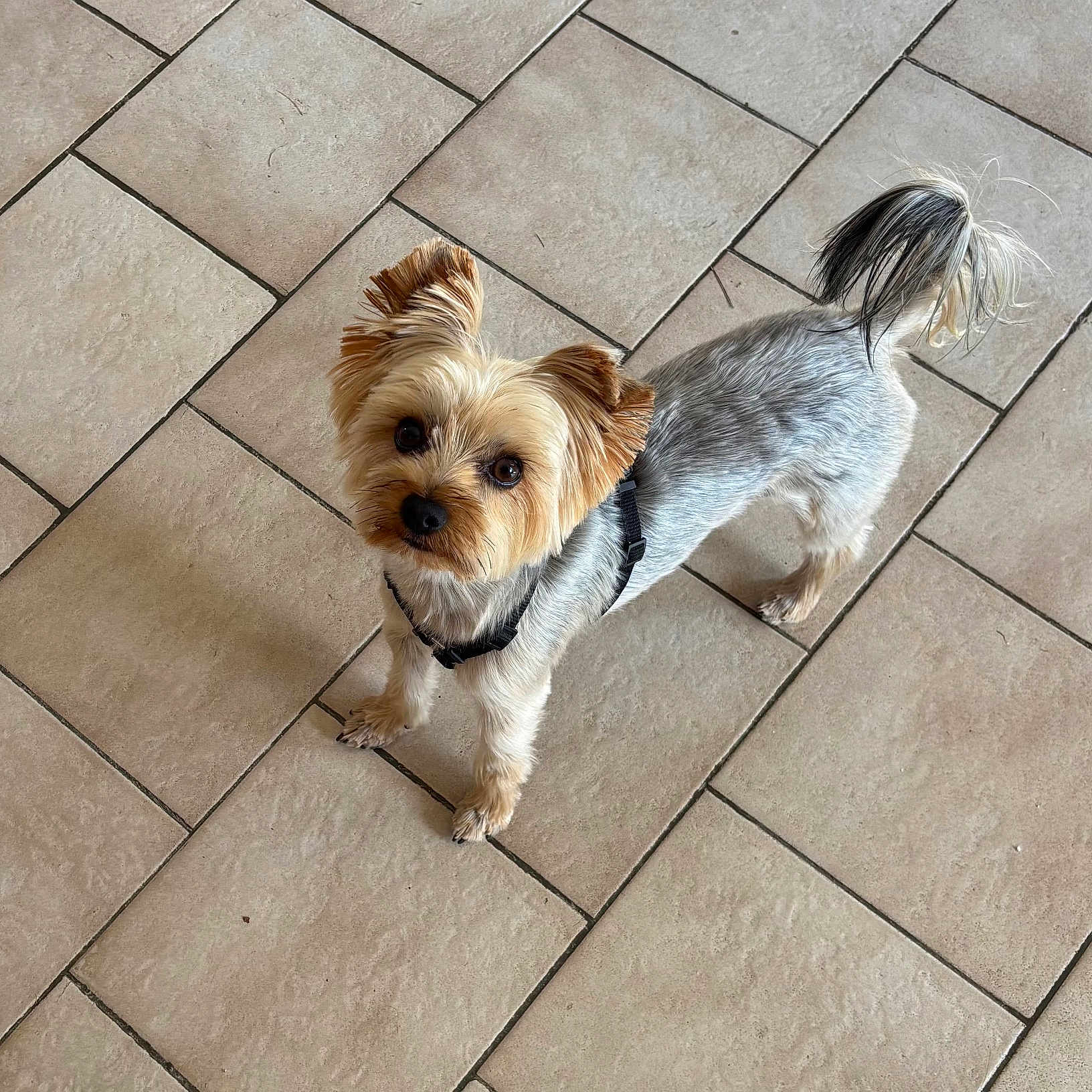 Ulys a rejoint le concours — aidez-le/la à gagner de superbes lots ! dog, yorkshire_terrier, small_dog, pet, canine, fur, fluffy, brown_fur, white_fur, black_harness, harness, standing, looking_up, indoors, tiled_floor, portrait, tail, ears, cute, animal