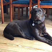 Tina a rejoint le concours — aidez-le/la à gagner de superbes lots ! animal, brown, calm, canine, chair, chocolate_labrador, collar, dog, domestic_animal, floor, furniture, indoor, labrador, lying_down, pet, quiet, resting, tag, wood, wooden_floor
