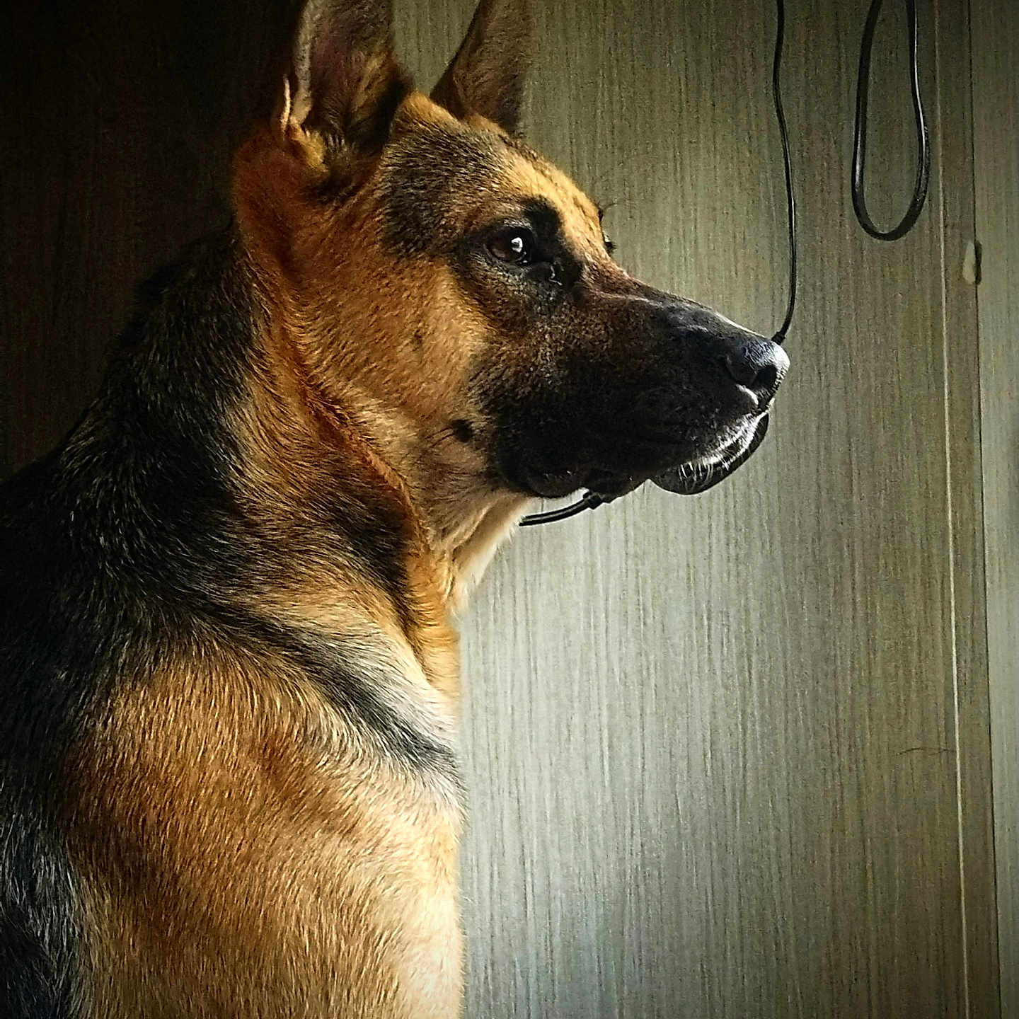Fenris is registered to the contest to win money with this photo: animal, canine, dog, germanshepherd, hound, pet, policedog, puppy, snout