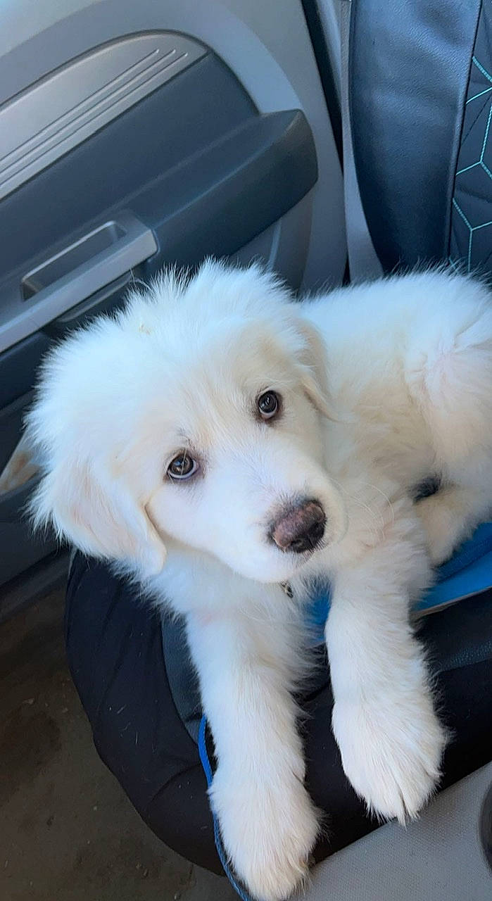 Kota joined the competition — help win amazing prizes! canidae, carnivore, chair, companion_dog, dog, dog_breed, fawn, fur, mammal, maremma_sheepdog, puppy, snout, sporting_group, terrestrial_animal, vertebrate, whiskers, working_animal, working_dog