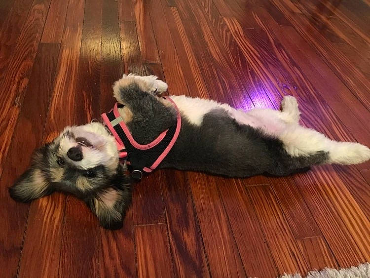 Kyra joined the competition — help win amazing prizes! canidae, carnivore, collar, dog_breed, dog_collar, dog_supply, floor, flooring, fur, hardwood, laminate_flooring, paw, pet_supply, snout, tail, terrestrial_animal, varnish, wood, wood_flooring, wood_stain