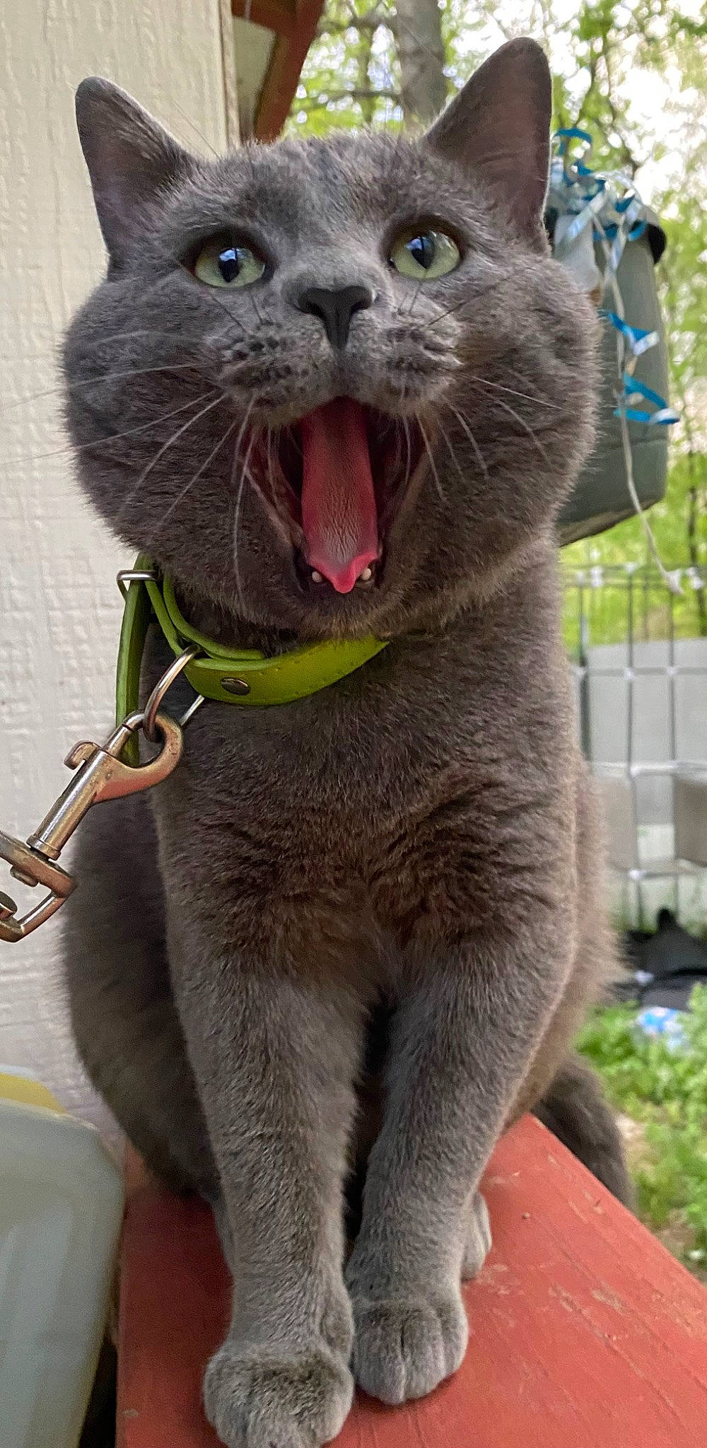 Oslo is registered to the contest to win money with this photo: carnivore, cat, collar, domestic_short_haired_cat, fang, felidae, fur, grey, iris, paw, photo_caption, plant, russian_blue, sitting, small_to_medium_sized_cats, snout, tail, terrestrial_animal, whiskers, window