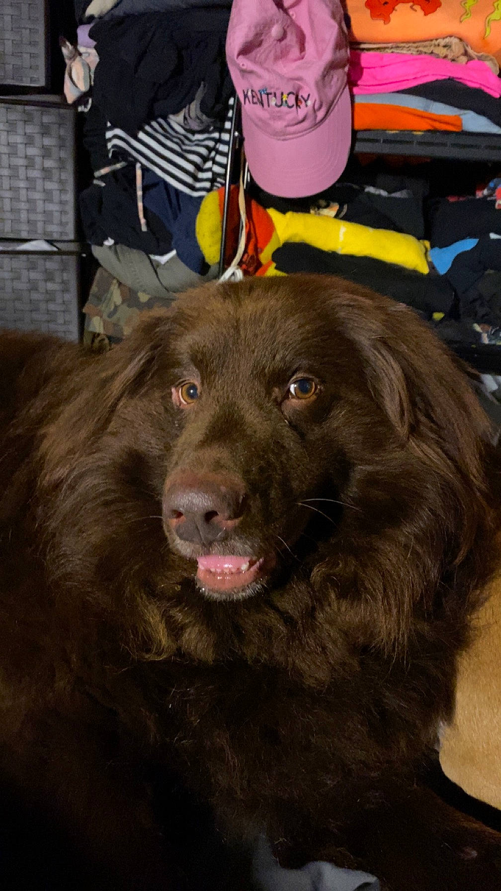 Winchester is registered to the contest to win money with this photo: baseball_cap, borador, canidae, carnivore, companion_dog, dog, dog_breed, fur, gaddi_kutta, guard_dog, hat, liver, retriever, snout, sporting_group, terrestrial_animal, working_animal, working_dog