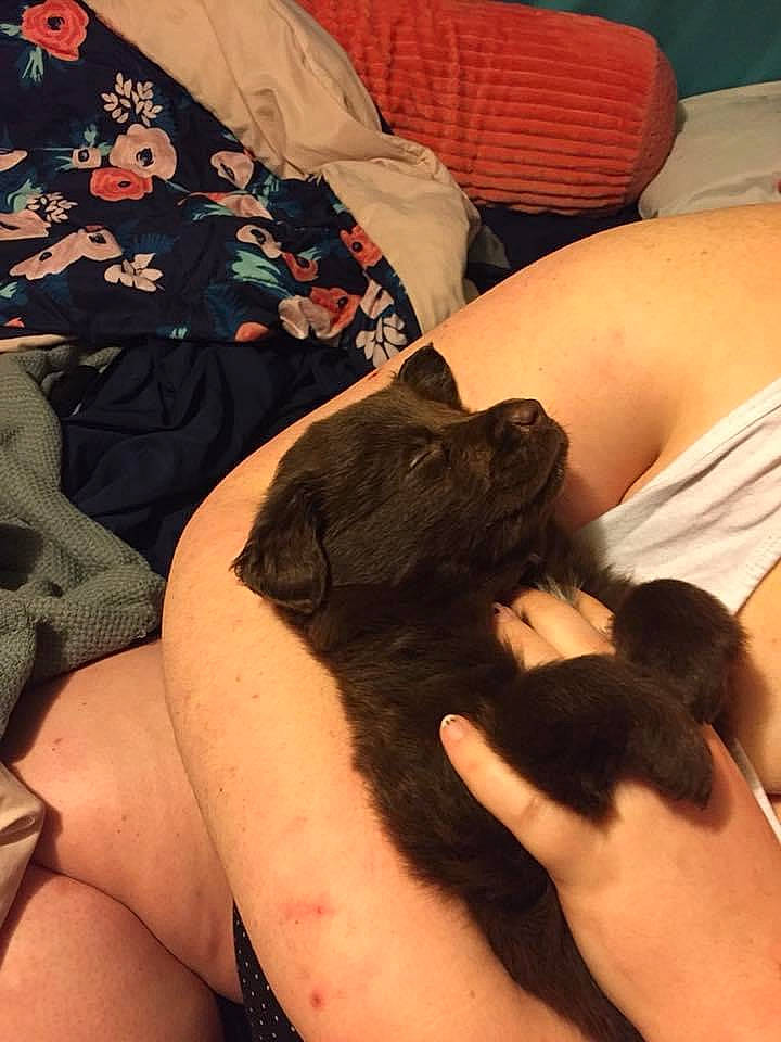 Winchester is registered to the contest to win money with this photo: abdomen, carnivore, comfort, companion_dog, dog, dog_breed, elbow, fawn, finger, human_leg, joint, knee, leg, linens, nail, pattern, thigh, thumb, vertebrate, wrist