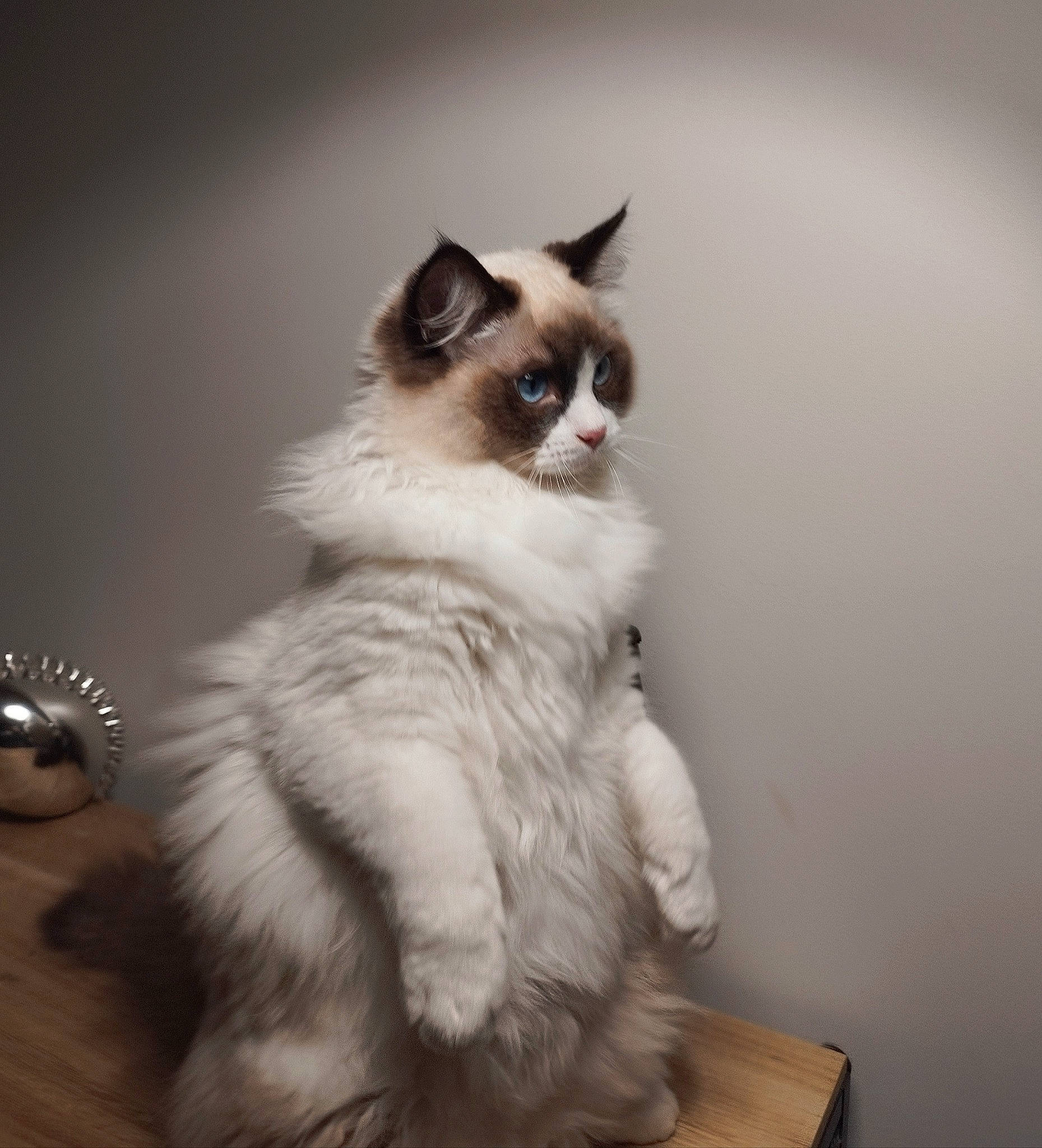 Uriel participe au concours pour gagner de l'argent avec cette photo : birman, british_longhair, carnivore, cat, claw, felidae, fur, kitchen_utensil, paw, sitting, small_to_medium_sized_cats, snout, tail, whiskers