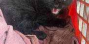 Rajah is registered to the contest to win money with this photo: animal, basket, black_kitten, brown_towel, cat, cozy, cute, eyes, feline, fur, indoor, kitten, mouth_open, orange_basket, pet, resting, small, towel, whiskers, young_cat