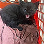 black_kitten, cat, feline, animal, pet, kitten, young_cat, basket, orange_basket, towel, brown_towel, cute, small, fur, whiskers, indoor, cozy, mouth_open, eyes, resting