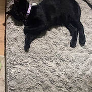 Rajah joined the competition — help win amazing prizes! black_cat, cat, sleeping, collar, pet, indoor, fluffy_rug, gray_rug, floor, cozy, resting, animal, feline, cute, domestic_cat, quiet, relaxing, fur, mammal, home