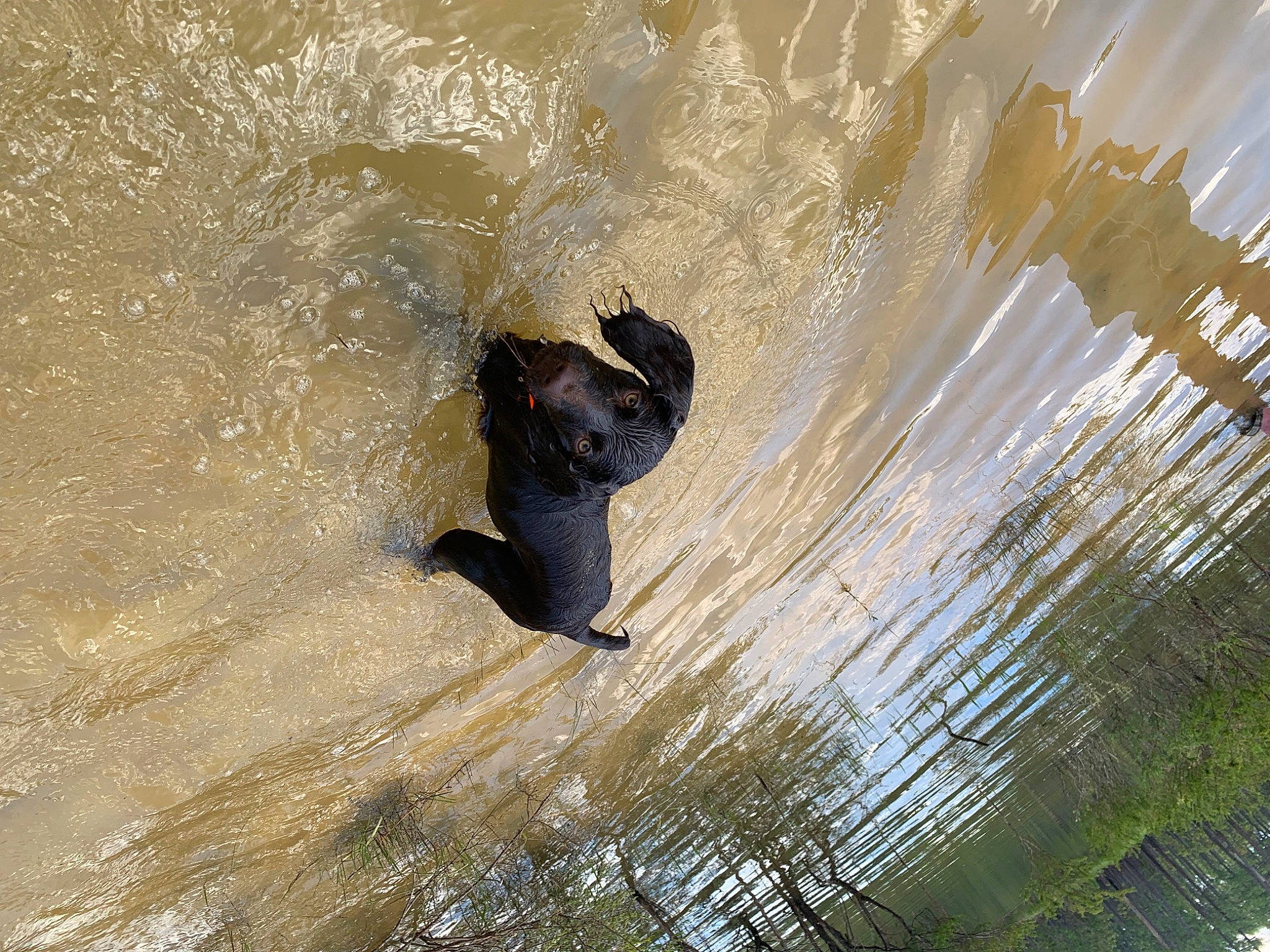 Rip is registered to the contest to win money with this photo: adventure, boardsport, body_of_water, extreme_sport, grass, hand, happy, lake, landscape, leisure, people_in_nature, recreation, reflection, shadow, skimboarding, vertebrate, wakeboarding, water, wave, wind_wave