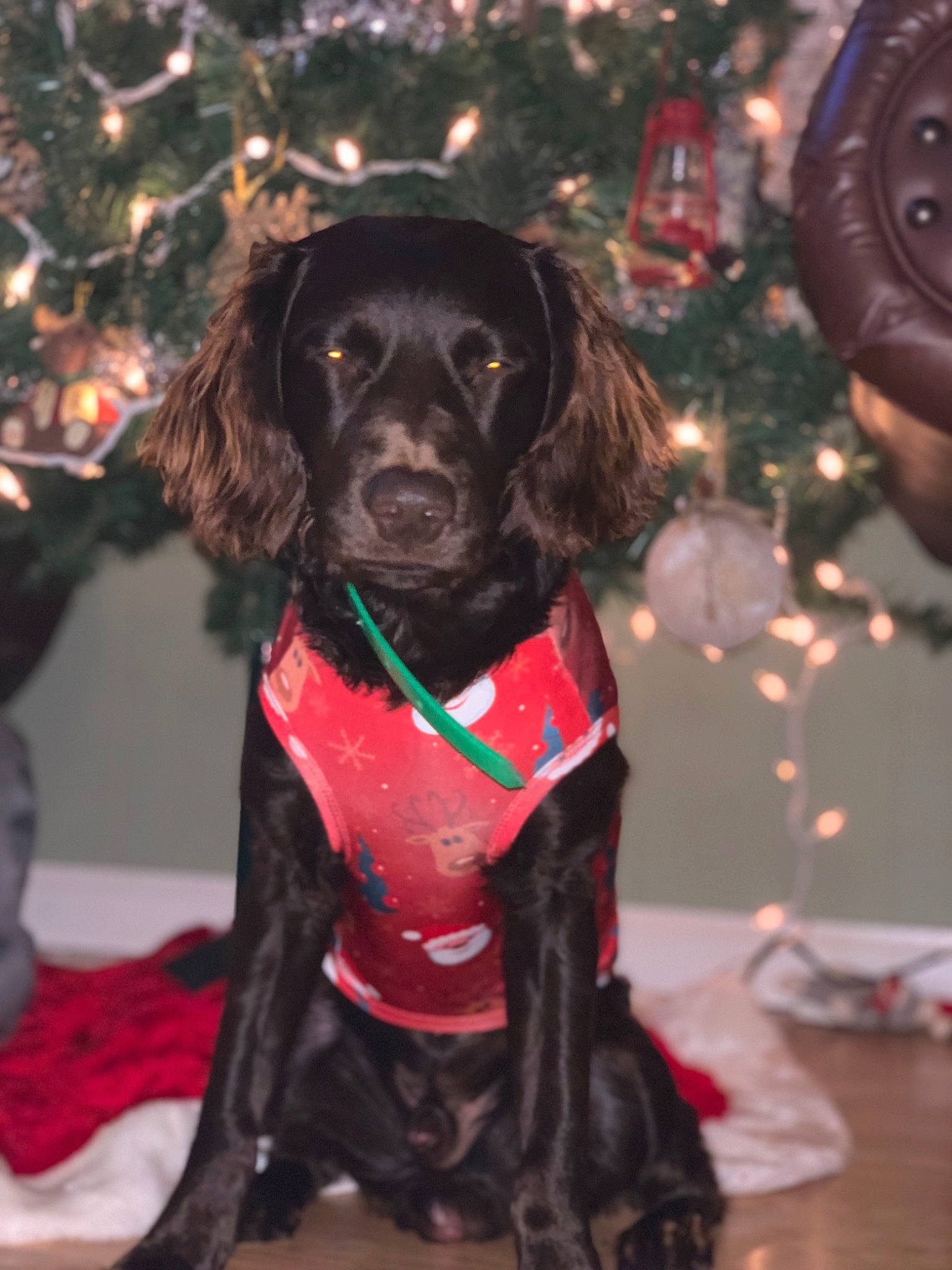 Rip is registered to the contest to win money with this photo: canidae, carnivore, collar, companion_dog, dog, dog_breed, dog_clothes, dog_collar, dog_supply, event, fawn, fur, holiday, liver, ornament, snout, spaniel, sporting_group, winter, working_animal