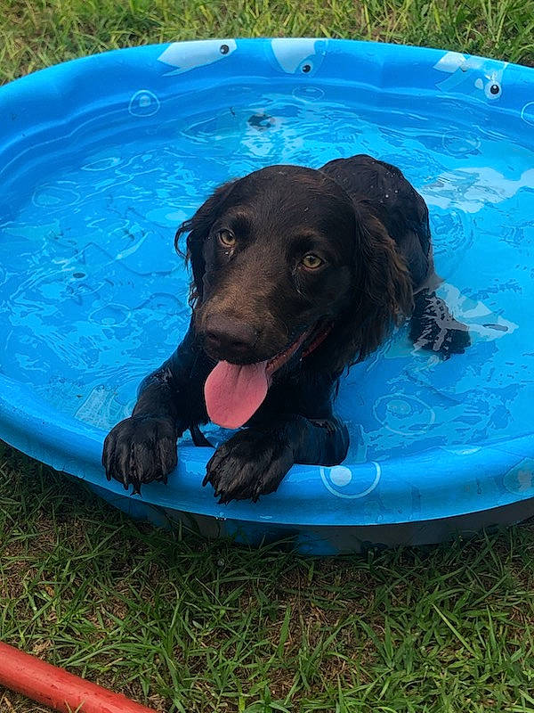 Rip is registered to the contest to win money with this photo: blue, canidae, carnivore, companion_dog, dog, dog_breed, dog_supply, electric_blue, fun, grass, gun_dog, leisure, liquid, liver, recreation, snout, sporting_group, water, working_animal, working_dog