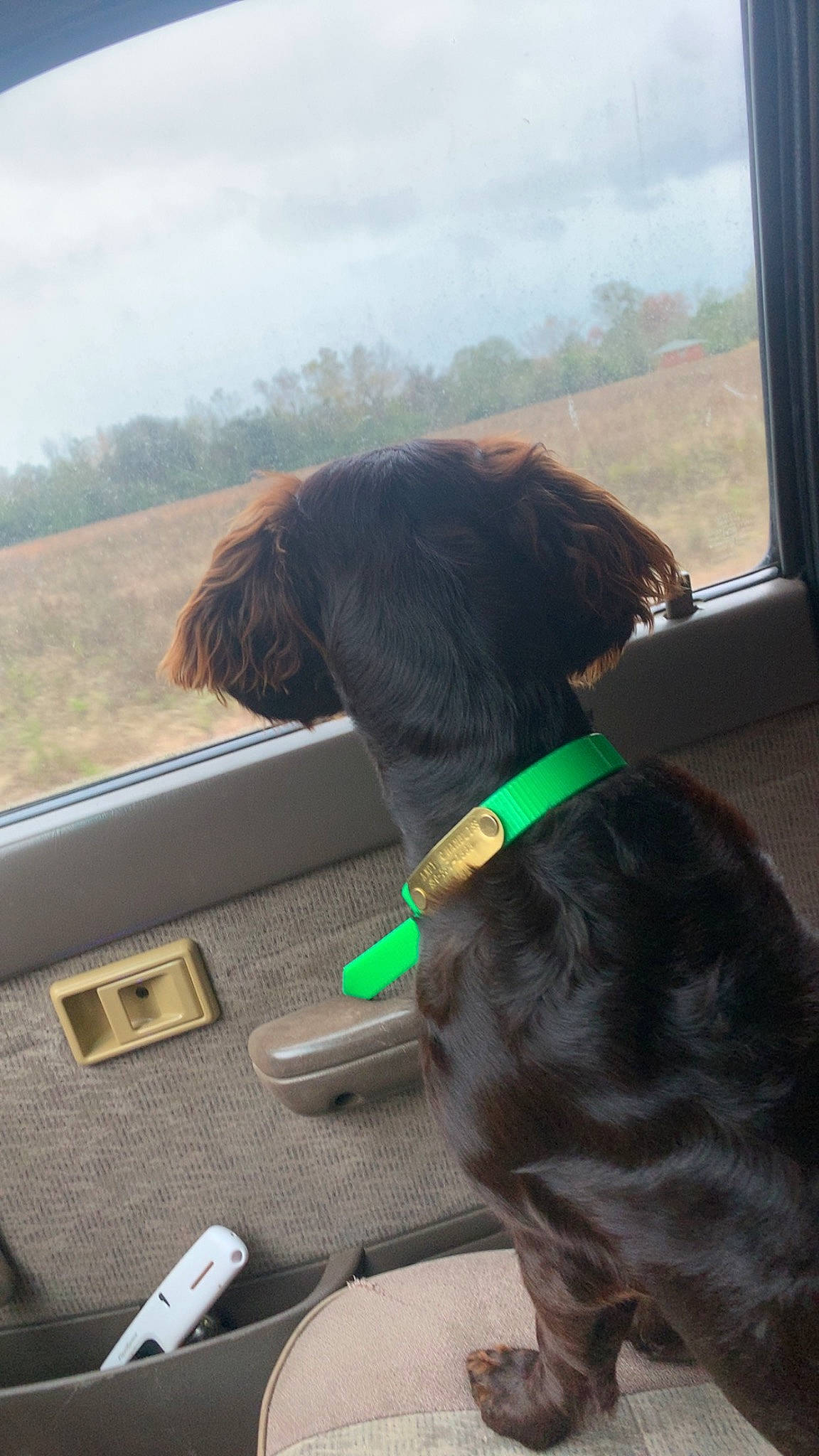 Rip is registered to the contest to win money with this photo: auto_part, automotive_window_part, canidae, carnivore, cloud, collar, companion_dog, dog, dog_breed, dog_collar, liver, pet_supply, plant, sky, snout, sporting_group, steering_wheel, vehicle_door, windshield, working_animal