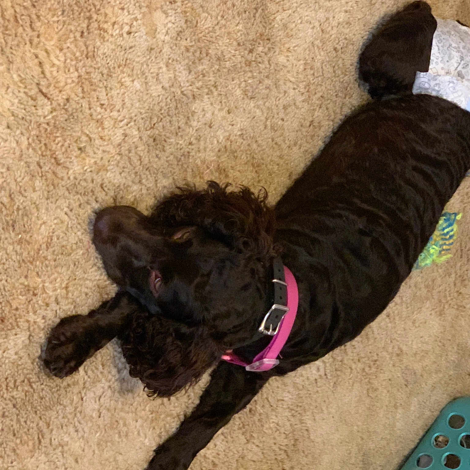 Maggie