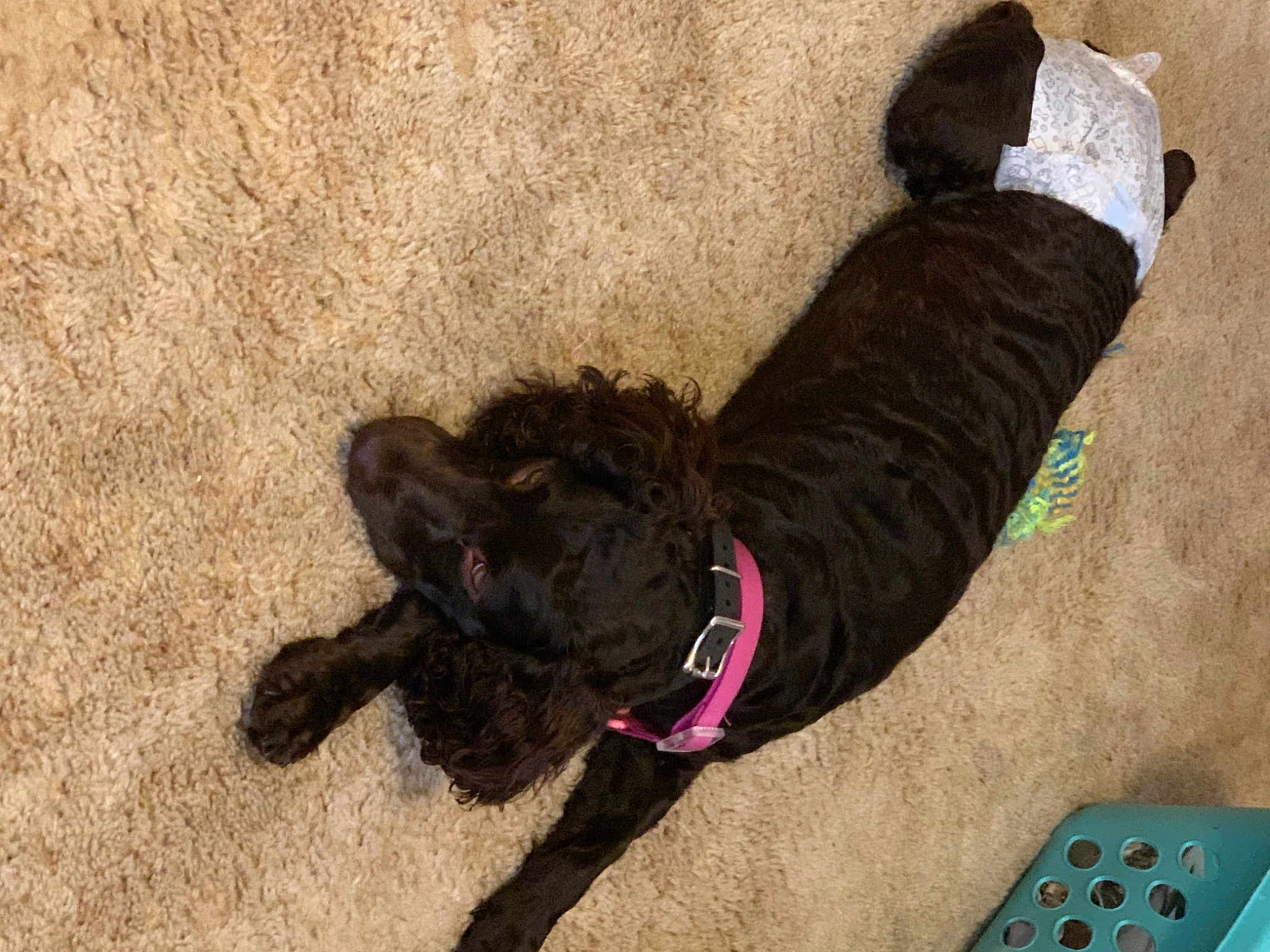 Maggie