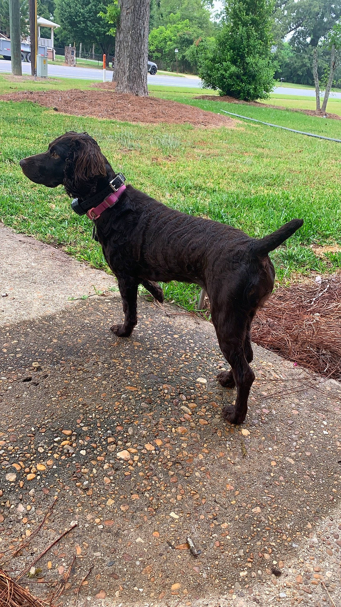 Maggie joined the competition — help win amazing prizes! borador, canidae, carnivore, collar, companion_dog, dog, dog_breed, dog_collar, fur, grass, gun_dog, hunting_dog, leash, plant, road_surface, snout, tail, terrestrial_animal, tree, working_animal