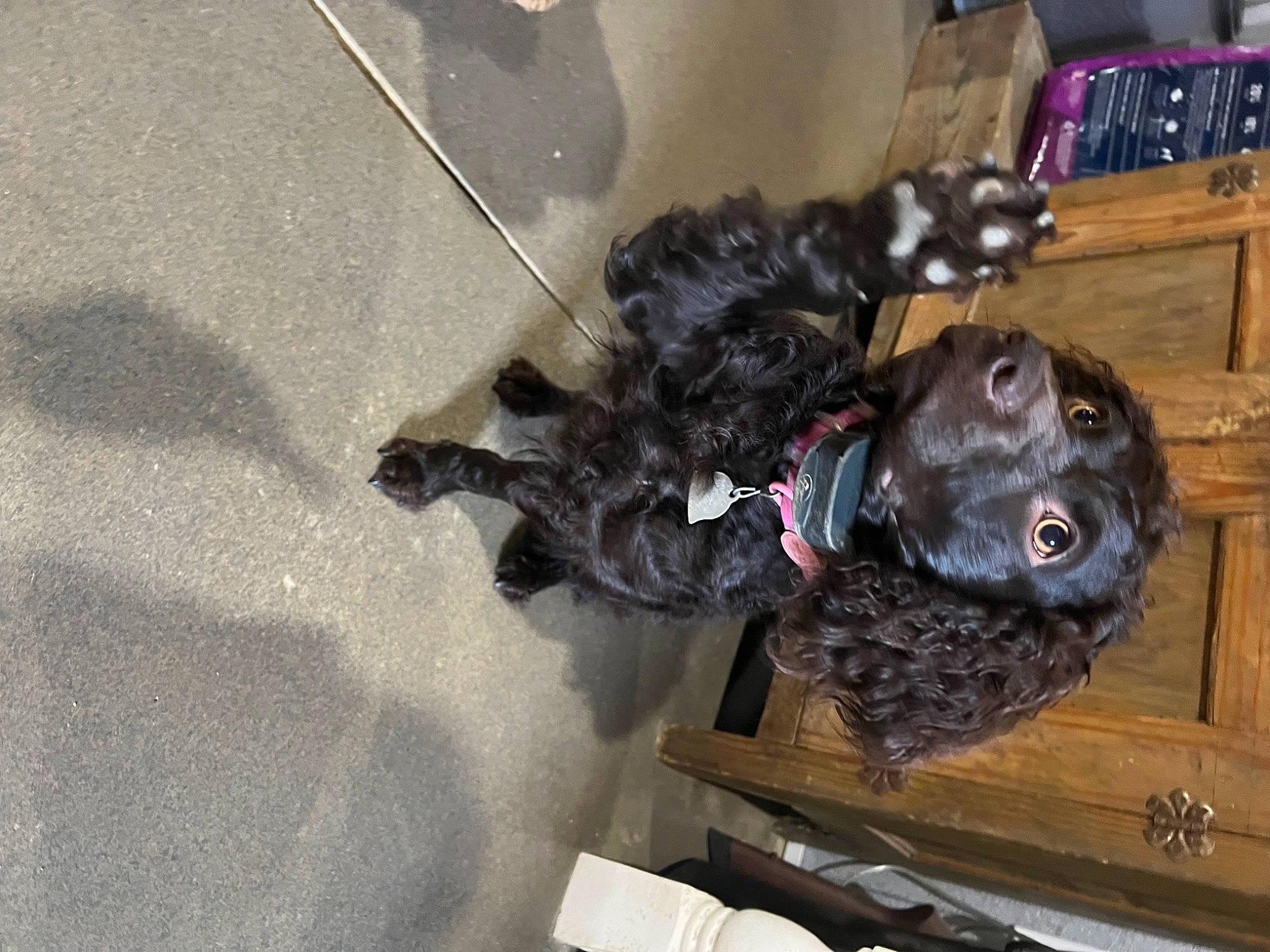 Maggie joined the competition — help win amazing prizes! carnivore, cocker_spaniel, companion_dog, dog, dog_breed, dog_supply, fur, guard_dog, non_sporting_group, puppy, retriever, spaniel, sporting_group, working_animal
