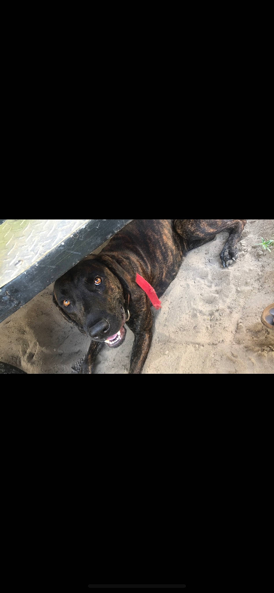 Duke joined the competition — help win amazing prizes! carnivore, circle, collar, comfort, companion_dog, darkness, dog, dog_breed, dog_collar, fur, hunting_dog, leash, liver, metal, non_sporting_group, pet_supply, sporting_group, working_animal, wrinkle