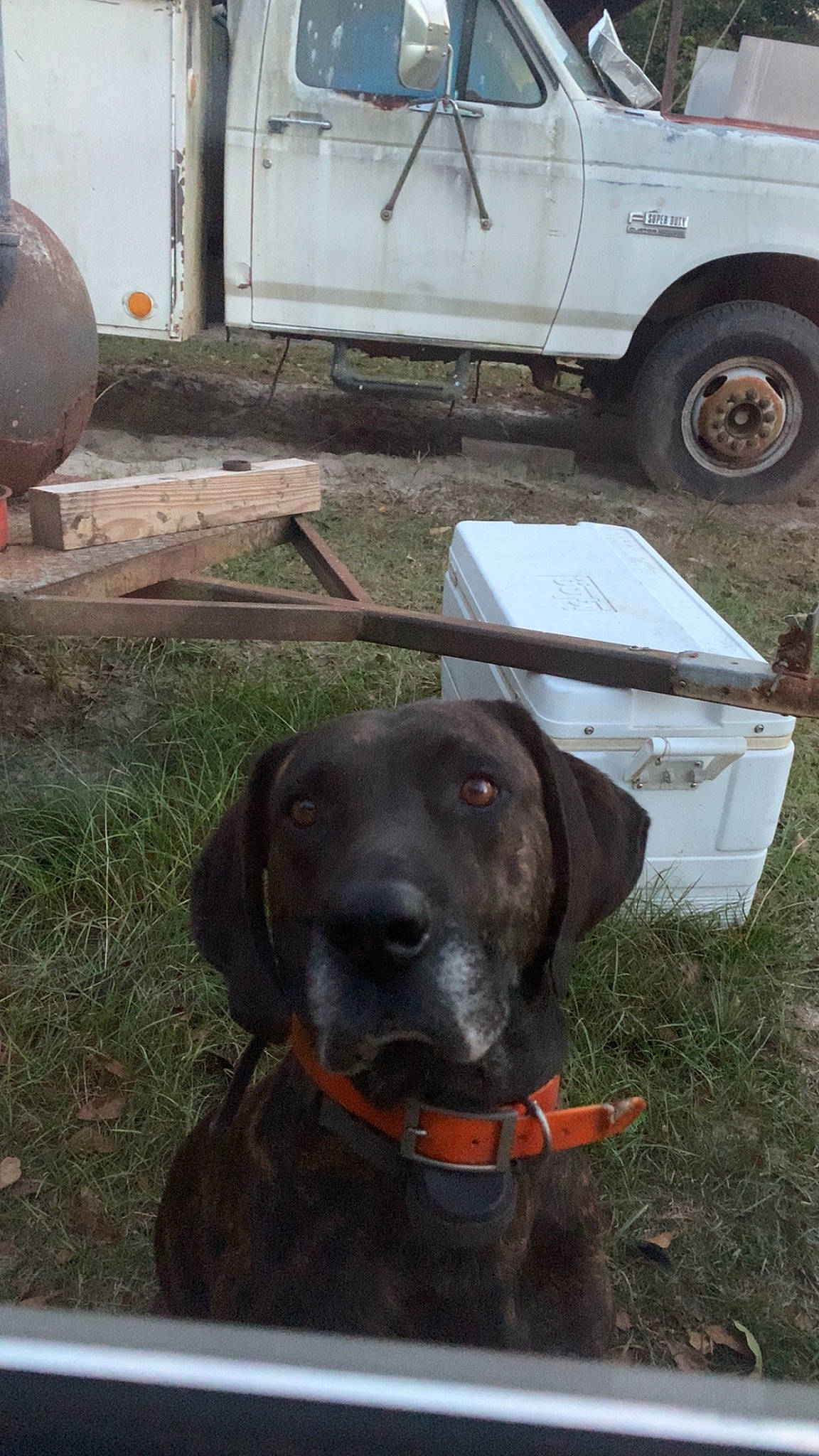 Duke is registered to the contest to win money with this photo: automotive_exterior, automotive_tire, carnivore, collar, dog, dog_breed, dog_collar, door, fender, gas, gun_dog, liver, motor_vehicle, snout, tire, vehicle, vehicle_door, vertebrate, wheel, working_animal