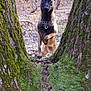 dog, belgian_malinois, forest, tree_trunks, moss, nature, outdoor, animal, alert, paw_raised, canine, wild, brown_fur, black_mask, collar, leaf_litter, bark, woodland, pet, standing