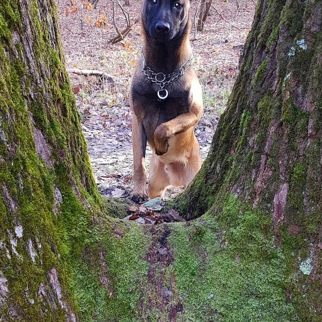 Prometheus a rejoint le concours — aidez-le/la à gagner de superbes lots ! alert, animal, bark, belgian_malinois, black_mask, brown_fur, canine, collar, dog, forest, leaf_litter, moss, nature, outdoor, paw_raised, pet, standing, tree_trunks, wild, woodland