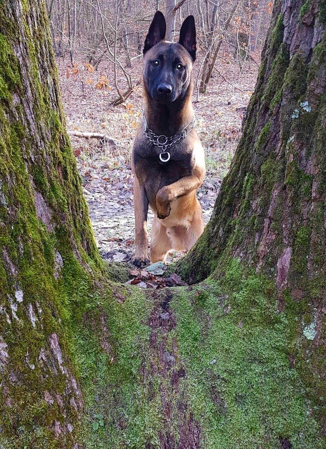 Prometheus a rejoint le concours — aidez-le/la à gagner de superbes lots ! dog, belgian_malinois, forest, tree_trunks, moss, nature, outdoor, animal, alert, paw_raised, canine, wild, brown_fur, black_mask, collar, leaf_litter, bark, woodland, pet, standing