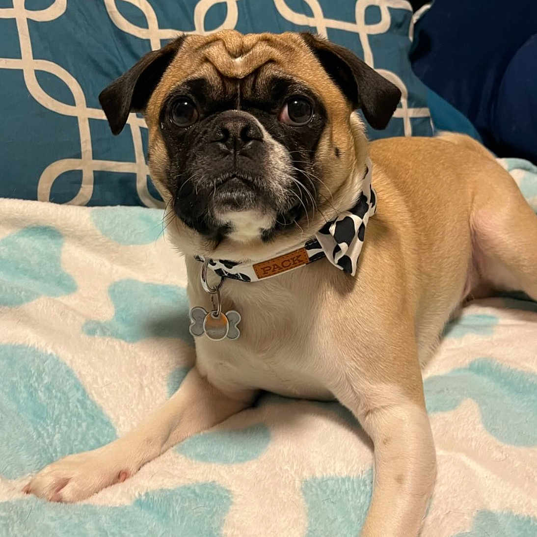 Chewbacca joined the competition — help win amazing prizes! animal, blanket, bulldog, canine, dog, dogbed, pet, pug, puppy, snout