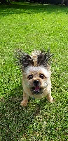 Ina participe au concours pour gagner de l'argent avec cette photo : australian_terrier, canidae, carnivore, companion_dog, dog, dog_breed, dog_supply, fawn, grass, liver, plant, small_terrier, snout, sporting_group, tail, terrier, toy_dog, water_dog, working_animal, yorkipoo