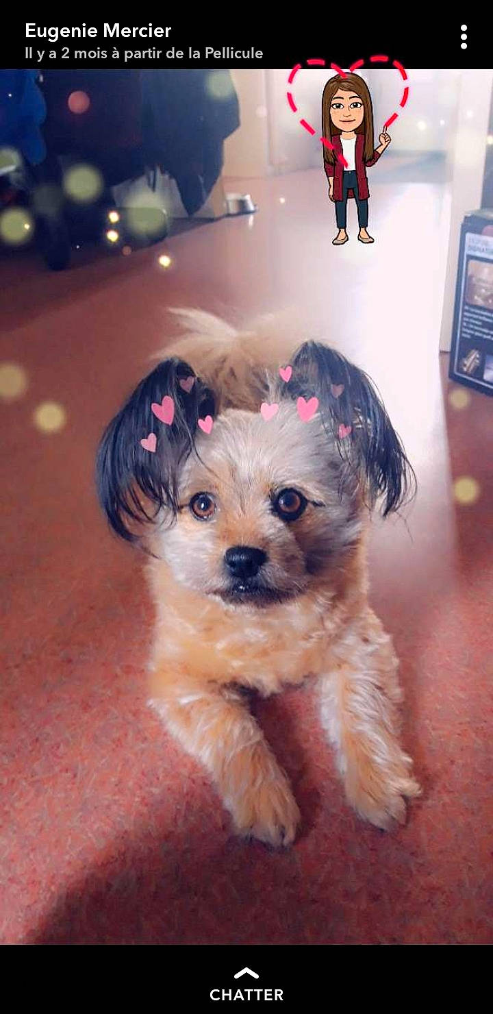 Ina participe au concours pour gagner de l'argent avec cette photo : bolonka, border_terrier, canidae, carnivore, chinese_imperial_dog, companion_dog, dog, dog_breed, headwear, maltepoo, mammal, morkie, norfolk_terrier, person, poodle_crossbreed, puppy, schnoodle, small_terrier, sporting_lucas_terrier, terrier